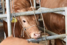 34명 축산농민 ‘횡성한우 명성 잇는다’