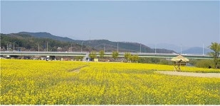 대구 금호강 하중도 유채꽃단지…6일부터 개방