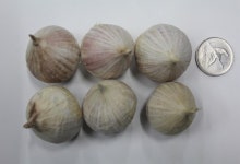 충북농업기술원, 신품종 마늘 ‘통통’ 개발