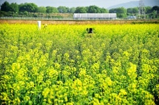 [단신] 노란 유채꽃으로 물들은 ‘의림지 뜰’
