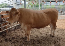 충북 음성서 1261kg ‘초대형 슈퍼한우’ 출하