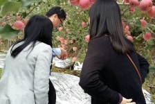 단양 ‘단고을 죽령사과’ 대만 수출 길 올라