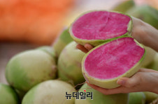 [포토] 롯데마트 제주 우도서 첫 수확한 속 빨간 과일무 맛보세요