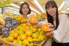 [포토] 롯데마트 2020년 제주 서귀포 하우스 감귤 맛 보세요