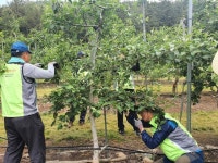 농협 농신보, 농촌일손돕기 나서