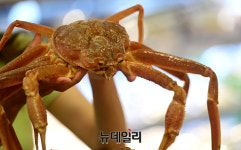 [포토] 롯데마트, 4일간 러시아산 대게 특가 판매