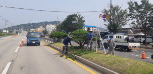 김천시, 소나무 정밀전정 통한 쾌적한 녹색 경관 기대
