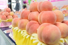 세종시, 명품 세종조치원복숭아 판로확보 ‘활짝’