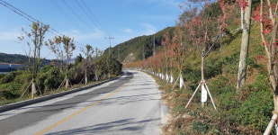 김천시, 추풍령 일원 붉은빛 단풍나무 군락지 조성