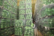 김장 대란 NO 이마트, 배추 3포기에 2990원… 전년比 45% 할인