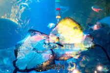 [포토] 롯데월드아쿠아리움 아쿠아리스트가 직접 소개하는 피딩스테이션 초대합니다