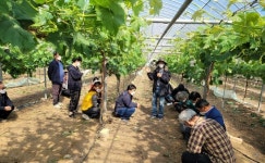 칠곡군농업기술센터, ‘아침해칠곡 농업인대학’ 샤인머스켓 과정 실습 진행