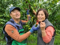 이창재 보은 먹울농장 대표 “보은 대추, 색깔 붉고 당도 으뜸”