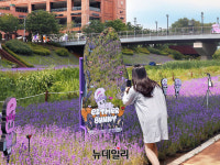 [포토] 롯데프리미엄아울렛 에스더버니와 함께 즐기는 보라빛 라벤더 축제