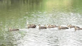 삼성전기 방류수 2급수 보다 깨끗… 사용한 물 모두 고도처리