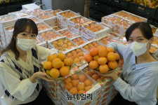 [포토] 농협 하나로마트 씨없는 감 청도 반시 맛 보세요