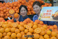 [포토] 농협 하나로마트 첫 출하된 새콤달콤 국산 청견 오렌지 맛보세요