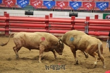 [포토] ‘우직한 황소들의 불꽃튀는 명승부’ 청도소싸움 축제