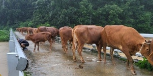 공주서 폭우로 탈출한 소 500마리 축사로 복귀 성공