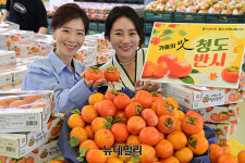 [포토] 농협 하나로마트 가을에 만날 수 있는 청도 반시 맛보세요