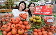 [포토] 농협 하나로마트 슈퍼 푸드 토마토로 면역력 키우세요