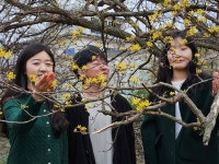 '영원 불멸의 사랑' 남원 산수유 축제...용궁마을서 16일 ‘팡파르’