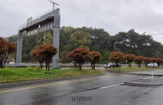 청주 산성로 소나무 말라죽어 간다… 원인은?