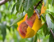순천월등복숭아 체험행사 왜 전격 취소했나