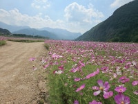 청도군 금천면, 명품 코스모스 꽃밭 조성