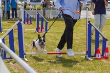 반려마루 화성 어질리티 교육 … 유기견 입양자 참여 가능