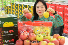 [포토] 농협 하나로마트 청송서 온 꼭지 달린 사과 맛보세요