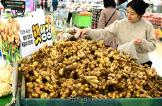 [포토] 농협 하나로마트 햇생강으로 건강 챙기세요