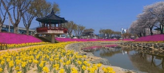 순창군 새 명소 양지천 일대 꽃잔디 만개