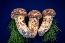 영덕군, 경북산불 피해 딛고 송이 생산 전국 1위 차지