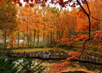 대전시, 장태산 단풍철 교통 대책 한 달간 시행