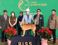 ‘국견 품위’ 재확인… KCDA 진돗개 스페셜 티 쇼서 수·암조 대상견 선정