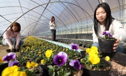 박희조 동구청장, 봄꽃 7만7천본 자가 재배…‘친환경 녹색도시’ 속도