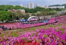 군포시, 벚꽃 가고 철쭉 온다… 18일부터 군포철쭉축제 개최