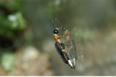 서울대공원, 국내 최초 한겨울 ‘애반딧불’ 증식 성공