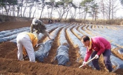 영통구 자매결연마을과 영농체험장 공동 운영
