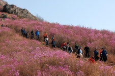 [광주]꽃의 향연 영취산 진달래보러 오세요