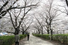 안양의 벚꽃 명소를 아시나요?