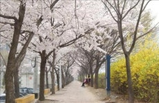 안양의 벚꽃 명소를 아시나요?