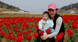 [광주]여수 돌산 도로변 튤립 활짝