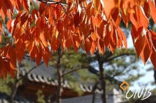 한옥마을에 찾아온 단풍