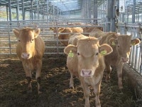 진주시, 쇠고기 ‘이력추적제’ 전면시행