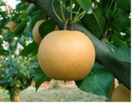 ‘만황’ 고품질 배로 세계인의 ‘입맛 공략’