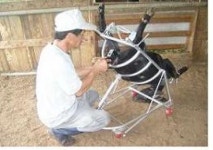 흑염소 인공수정 국내 처음 농가 접목