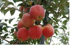 [광주]노화방지, 암 예방효과 탁월한 사과 개발 ‘화제’