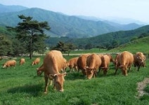 농진청, 체계적인 소 수정란 관리로 ‘개량 가속화’